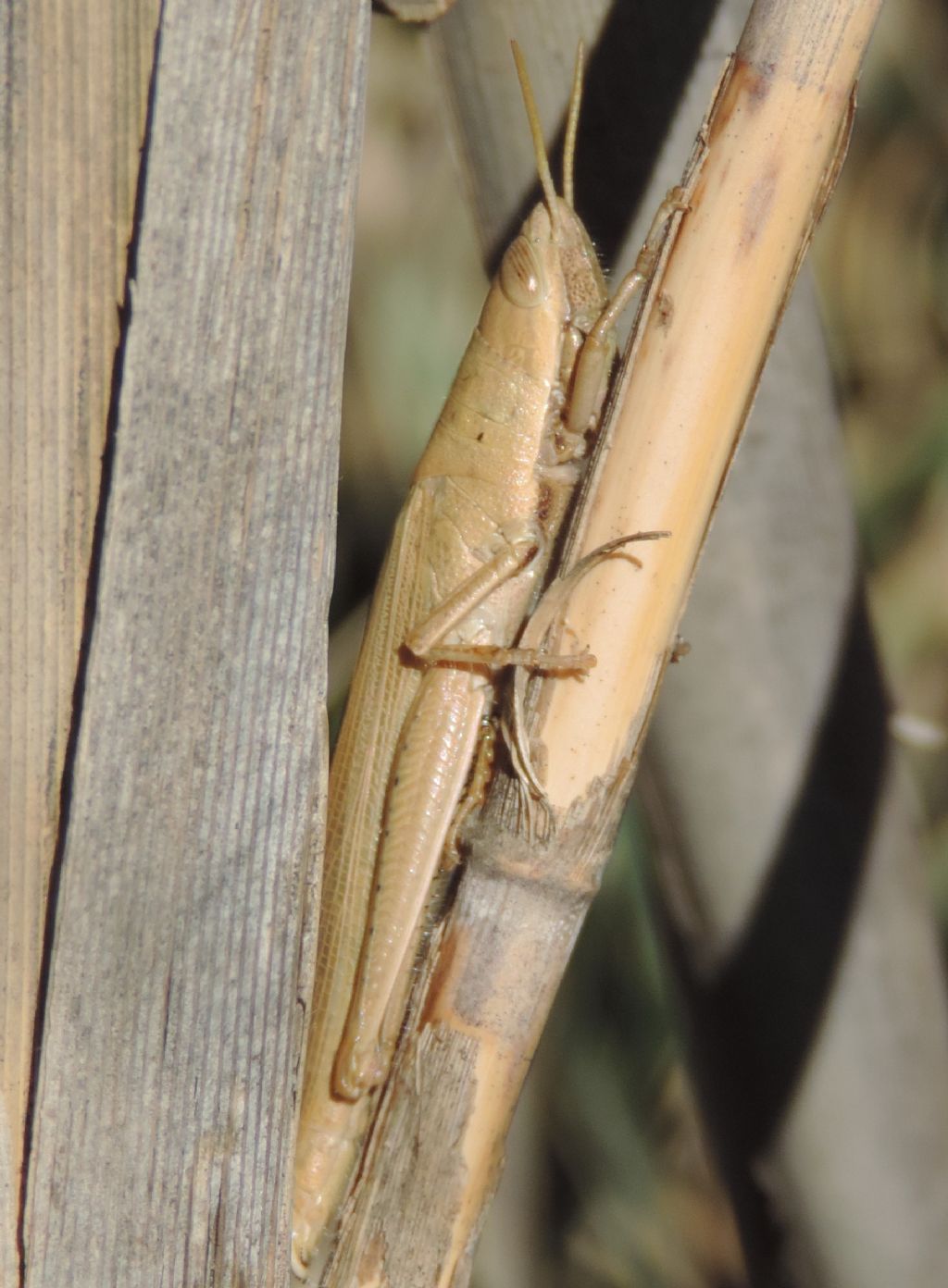 Tropidopola cylindrica