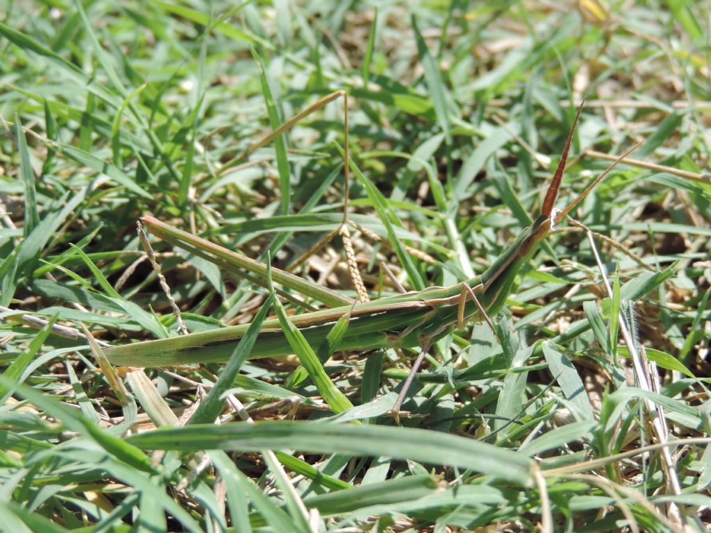 Acrida ungarica mediterranea Dirsh, 1949