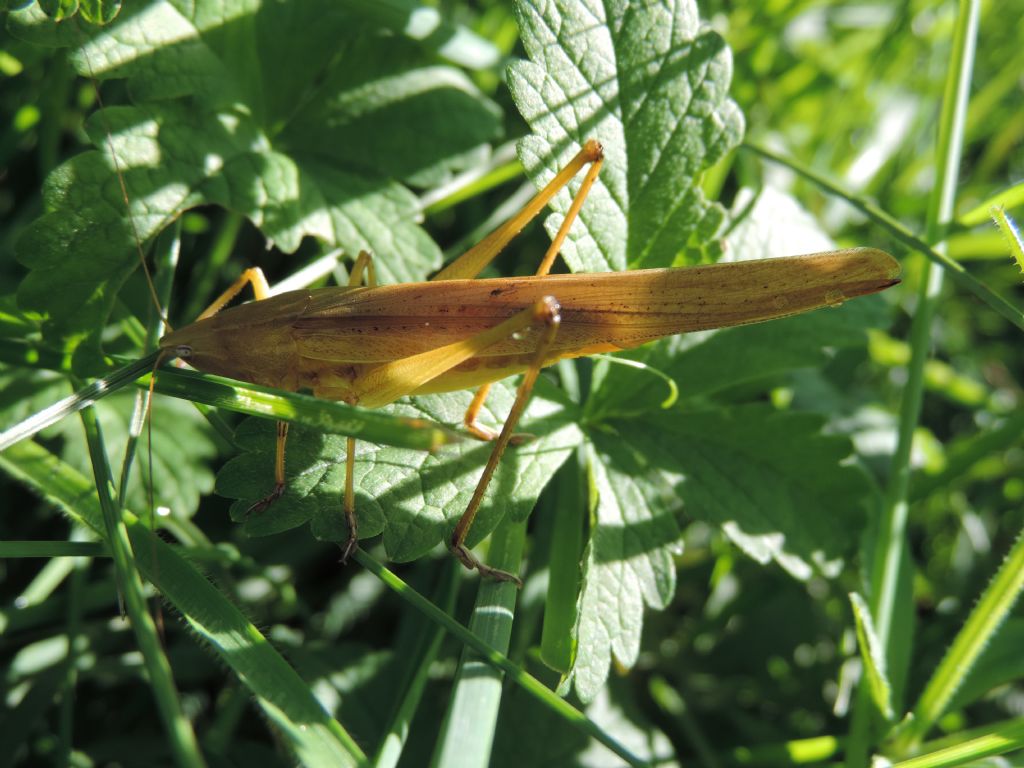 Ruspolia nitidula
