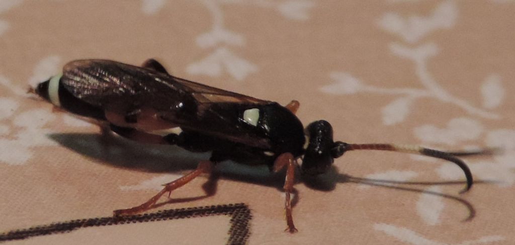 Ichneumon sarcitorius?  S, femmina