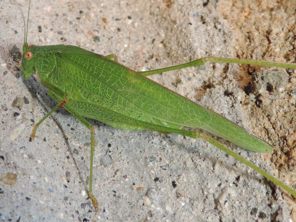 Phaneroptera nana femmina