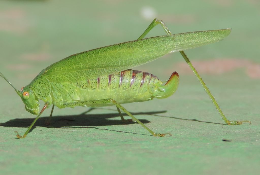 Phaneroptera nana femmina