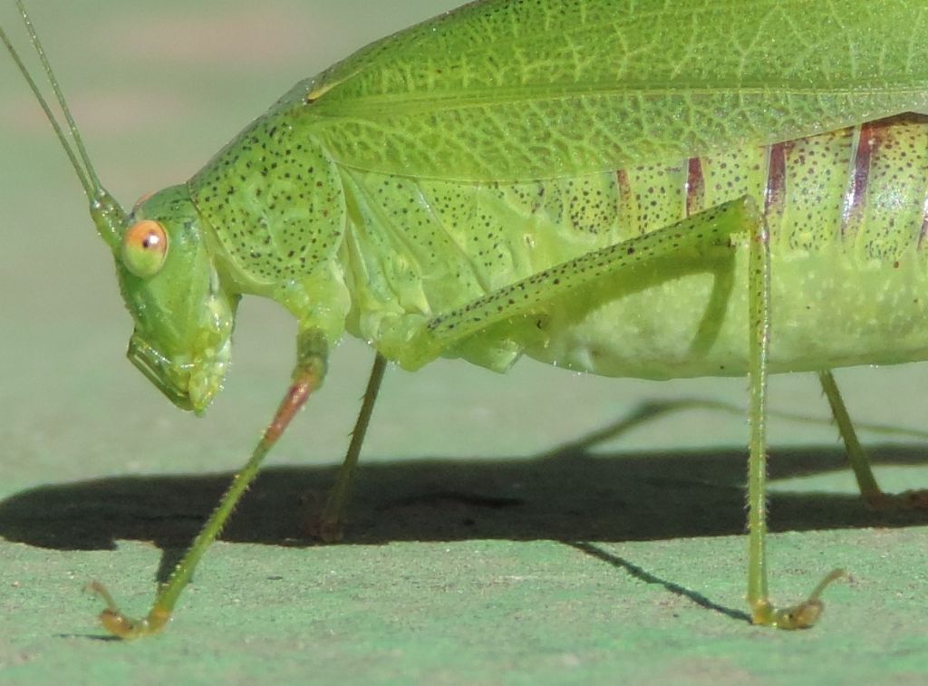 Phaneroptera nana femmina