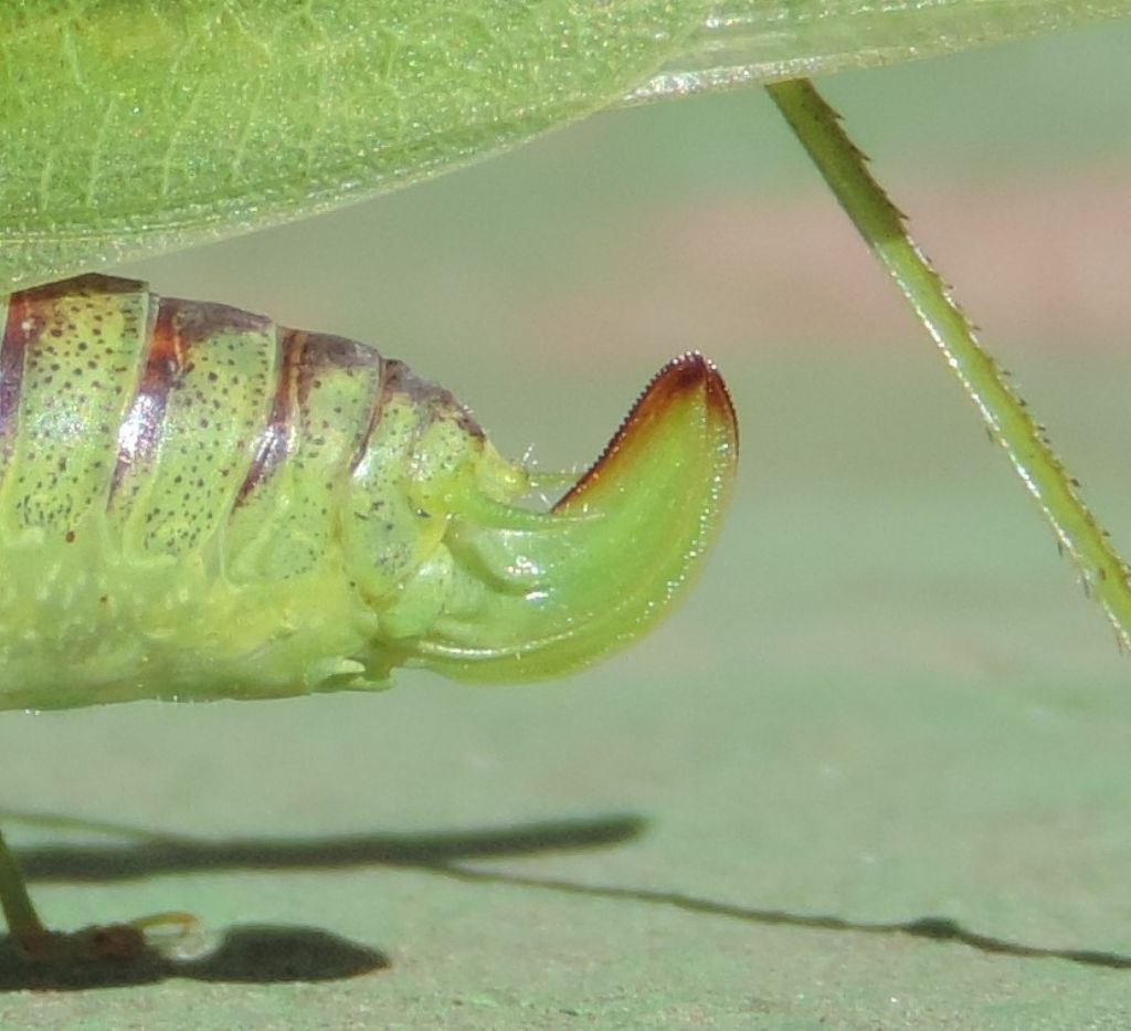Phaneroptera nana femmina
