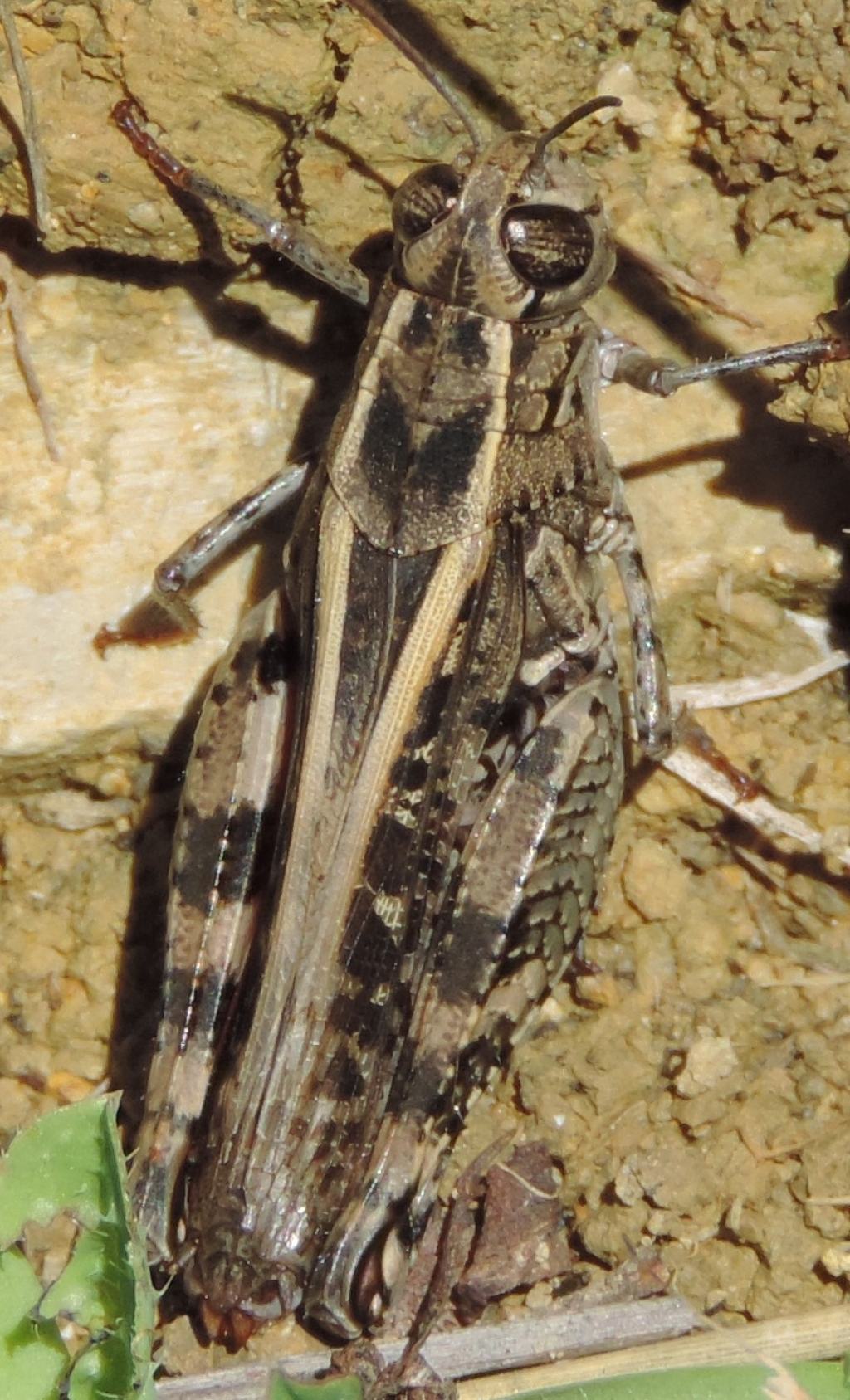 Calliptamus cfr barbarus