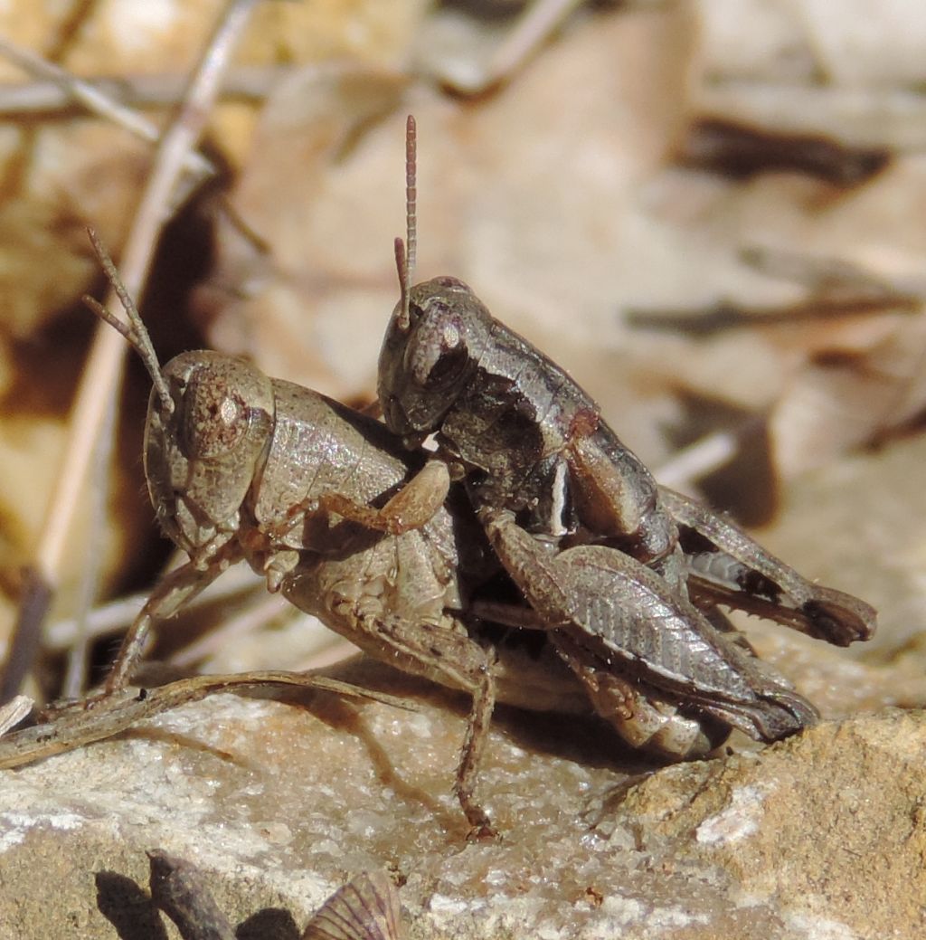 Pezotettix giornae