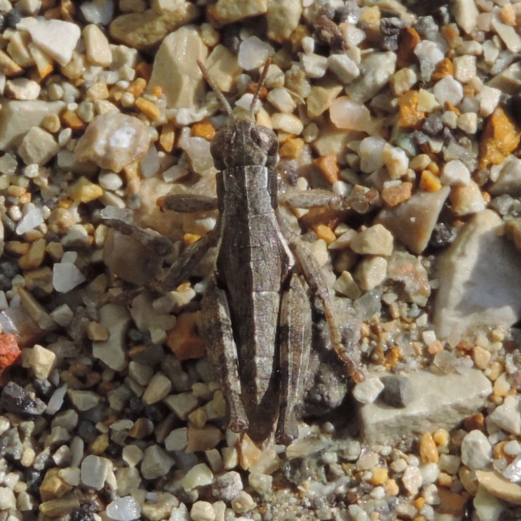 Pezotettix giornae