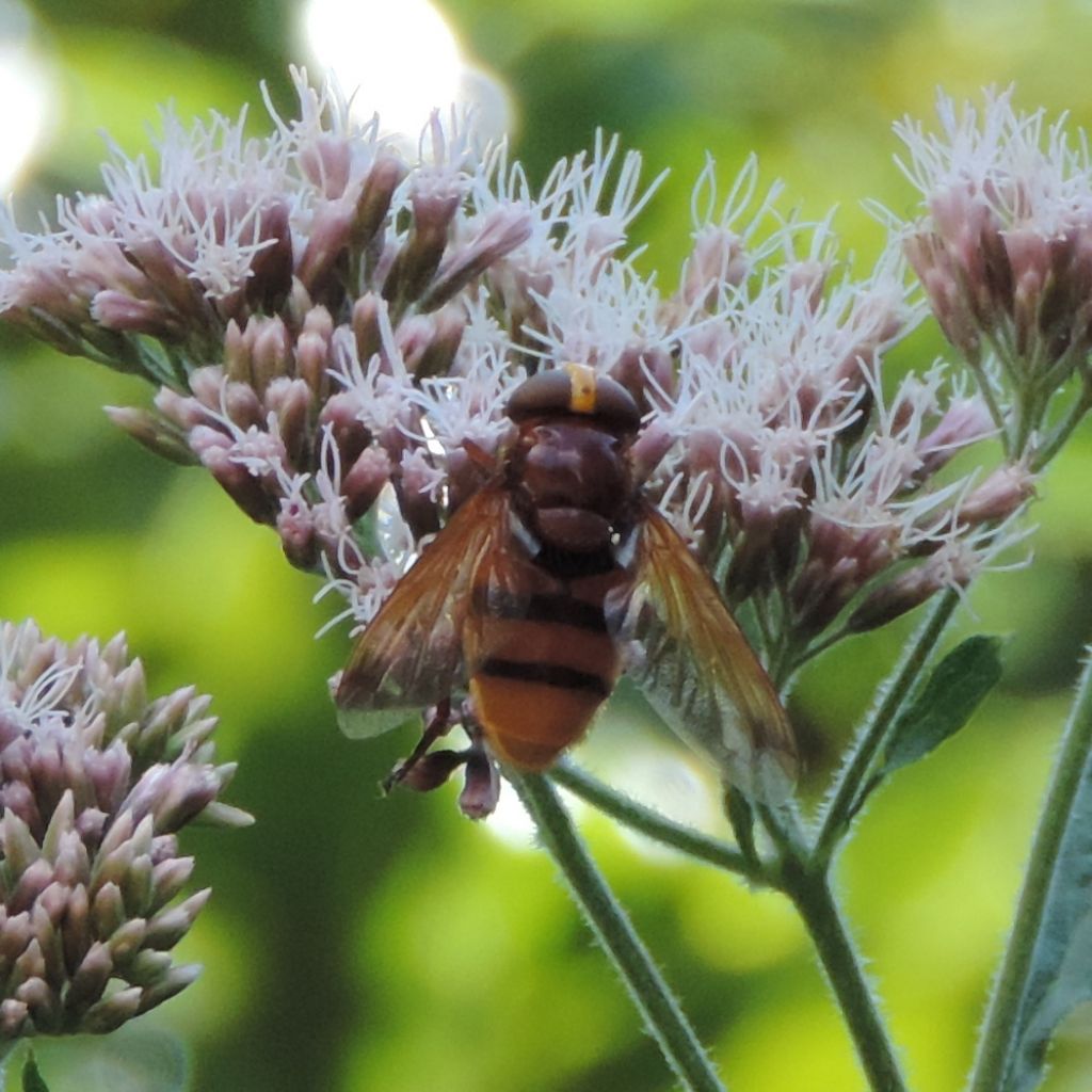 Volucella inanis? No. Volucella zonaria femmina.
