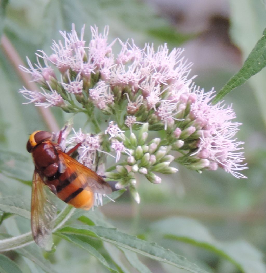 Volucella inanis? No. Volucella zonaria femmina.