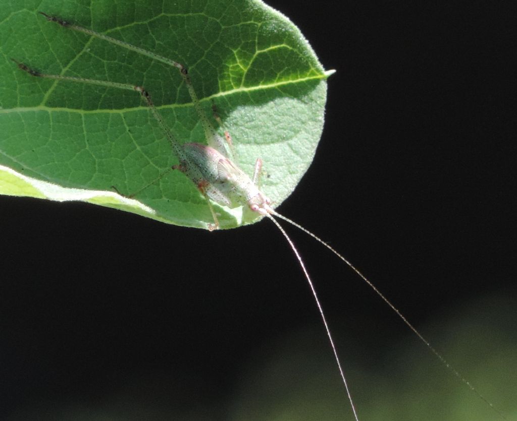 Meconematidae? No,Phaneropteridae: giovane Phaneroptera nana