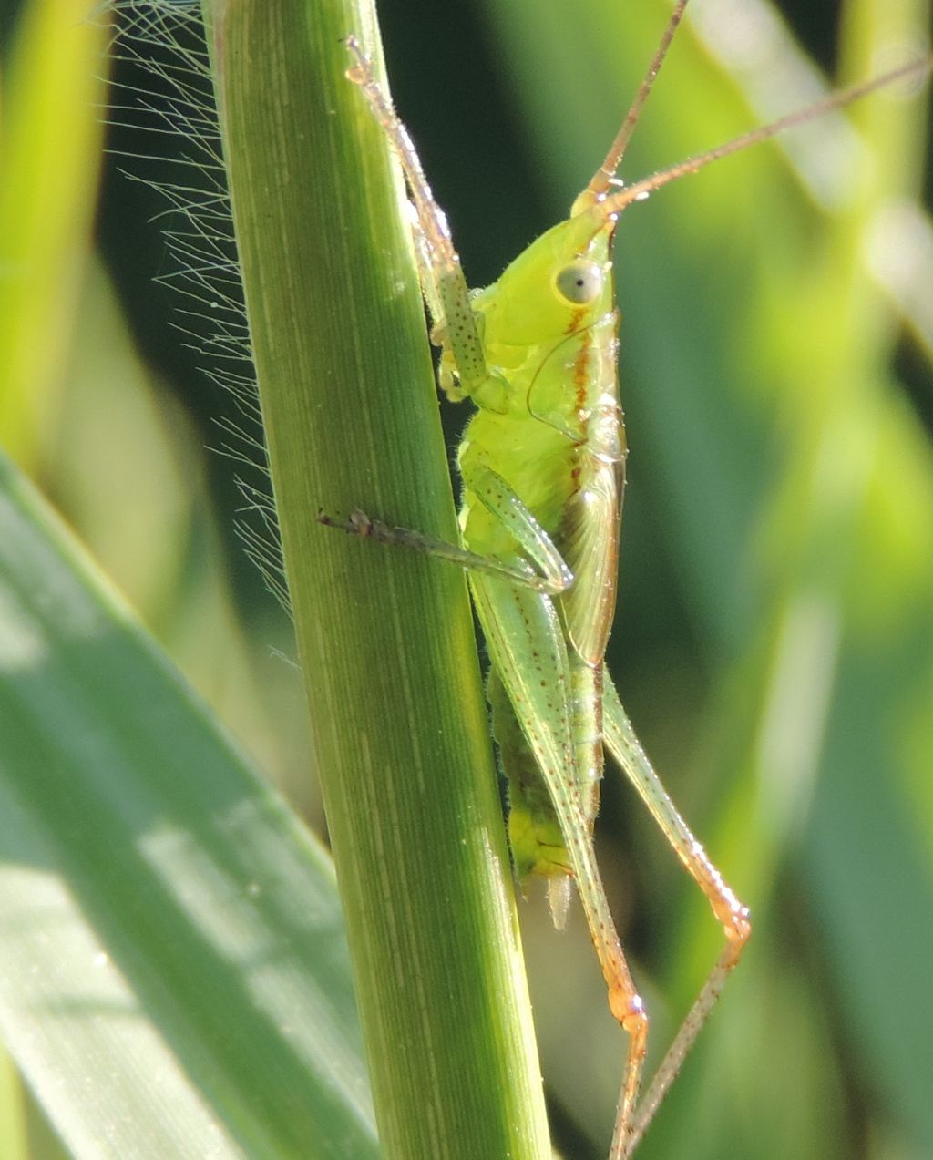 Ruspolia nitidula ?  No, forse Anisoptera fusca, o Conocephalus conocephalus
