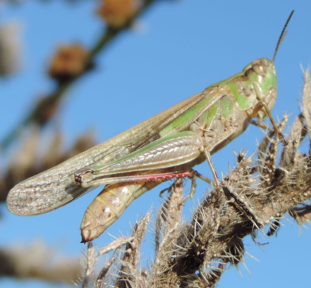 Aiolopus thalassinus thalassinus (Fabricius, 1781)