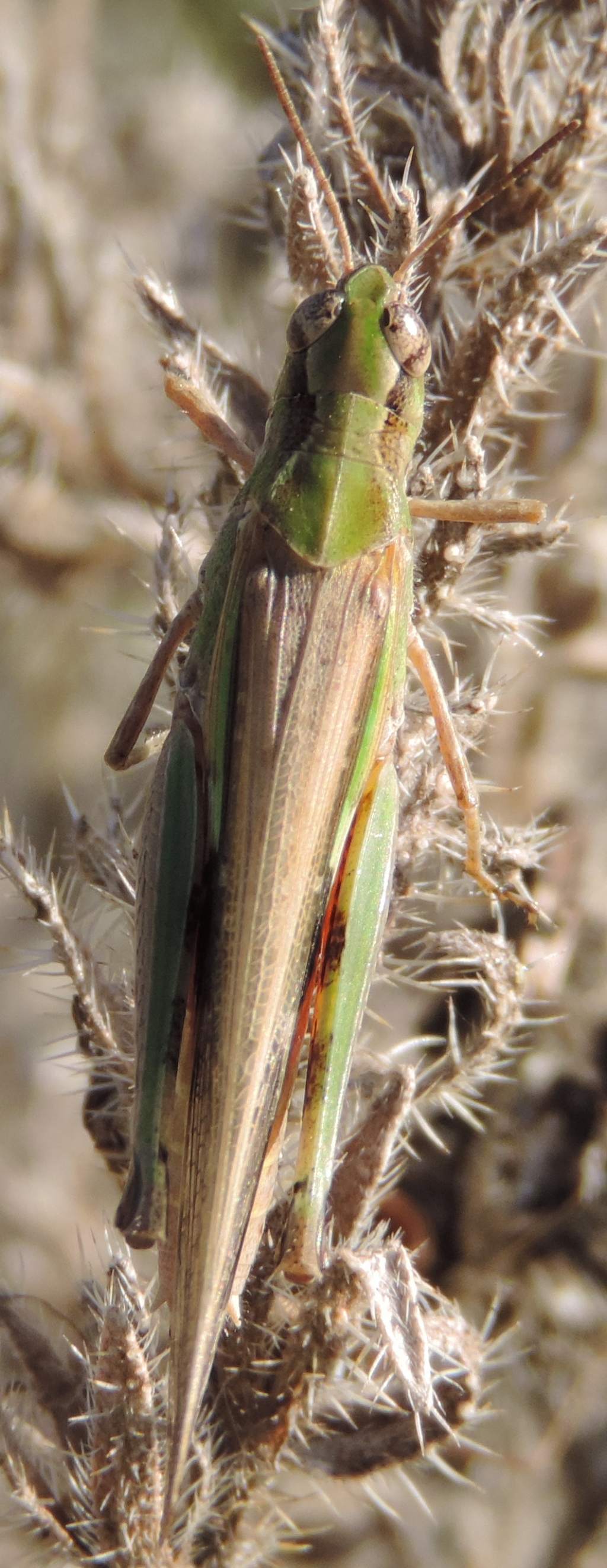 Aiolopus thalassinus thalassinus (Fabricius, 1781)