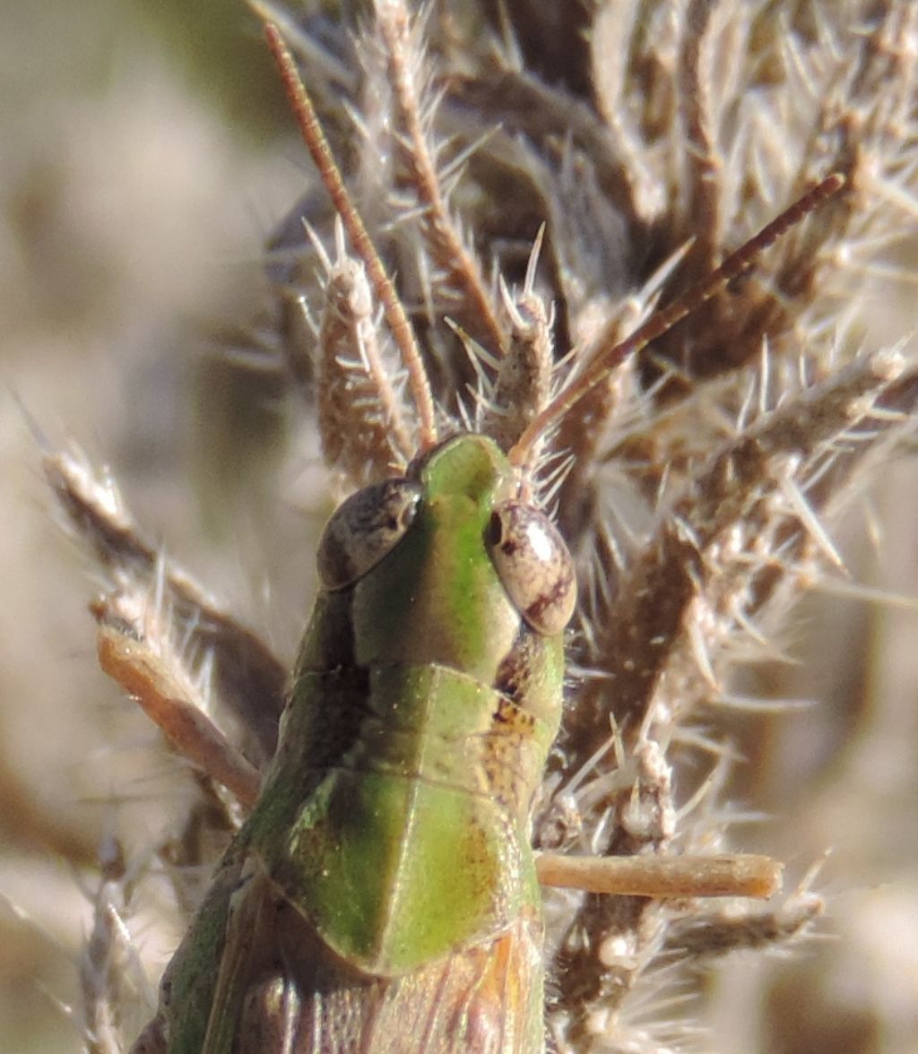 Aiolopus thalassinus thalassinus (Fabricius, 1781)
