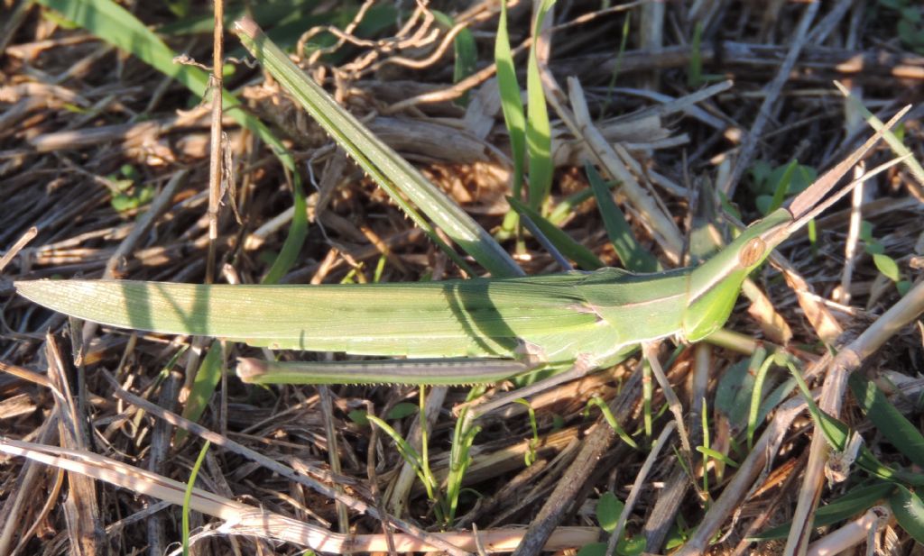 Acrida ungarica mediterranea Dirsh, 1949