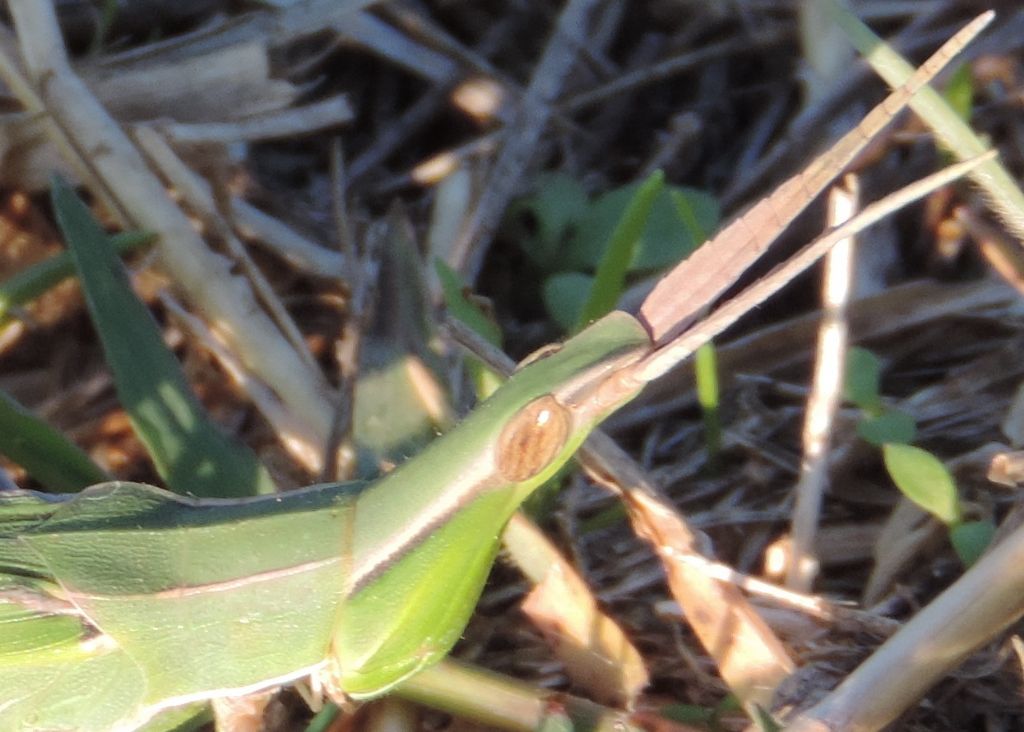 Acrida ungarica mediterranea Dirsh, 1949