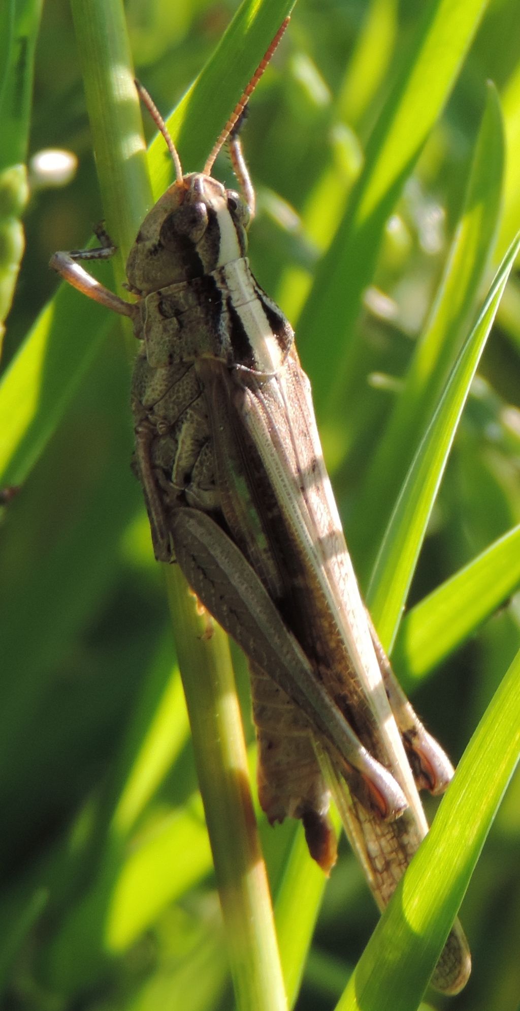 Aiolopus?   S, Aiolopus thalassinus