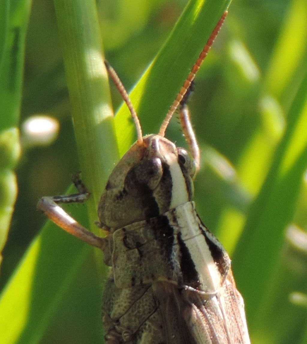 Aiolopus?   S, Aiolopus thalassinus