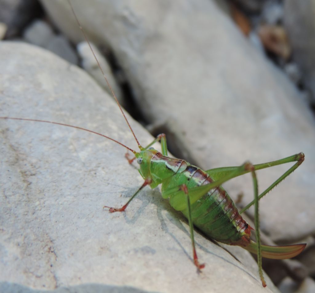 Phaneropteridae:  Andreiniimon nuptialis?  S !