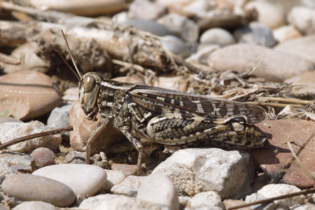 Calliptamus italicus / barbarus ?  cfr. barbarus