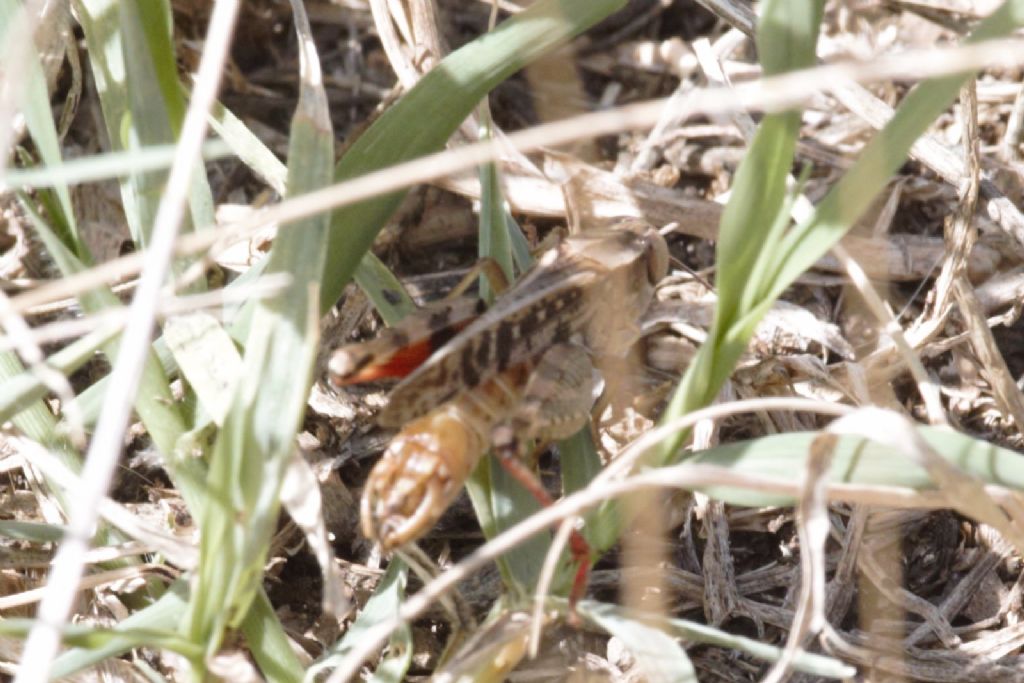 Calliptamus italicus / barbarus ?  cfr. barbarus