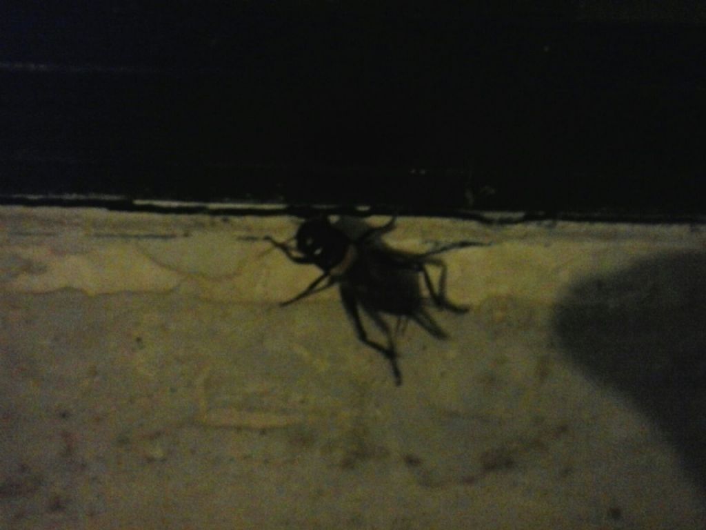 Gryllus bimaculatus? forse...
