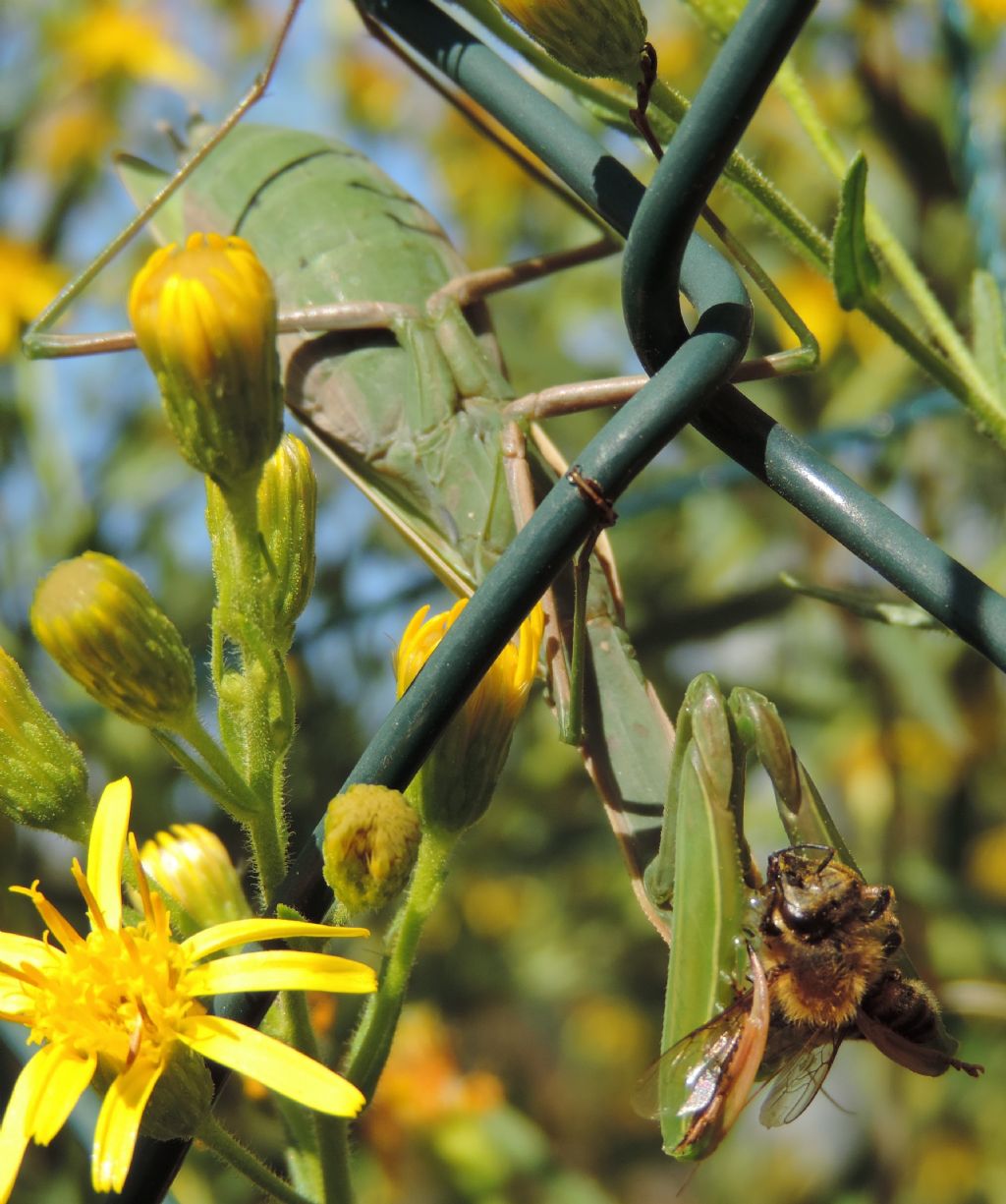 Mantis religiosa femmina con preda