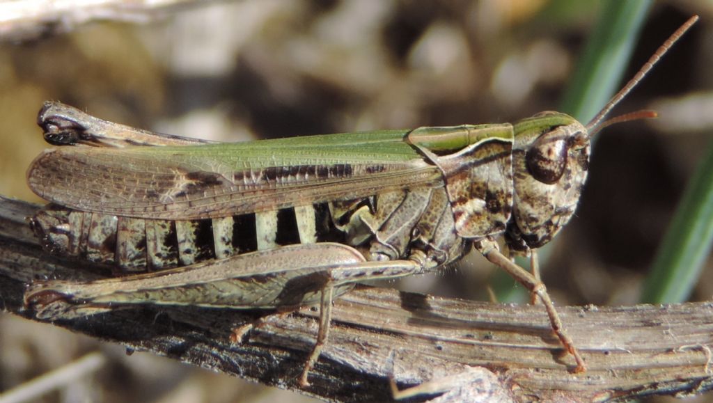 Omocestus? ma quale....  O. rufipes