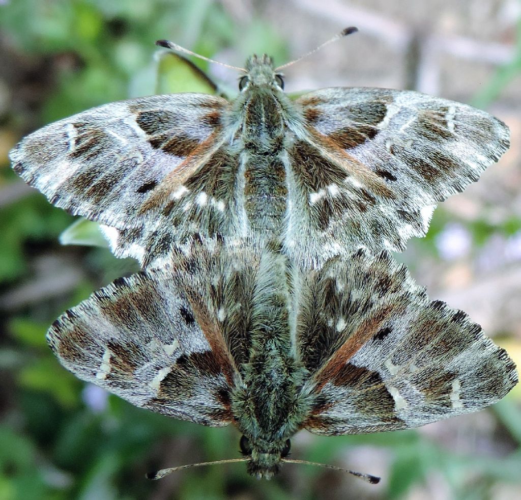Carcharodus flocciferus (cfr.), Hesperiidae