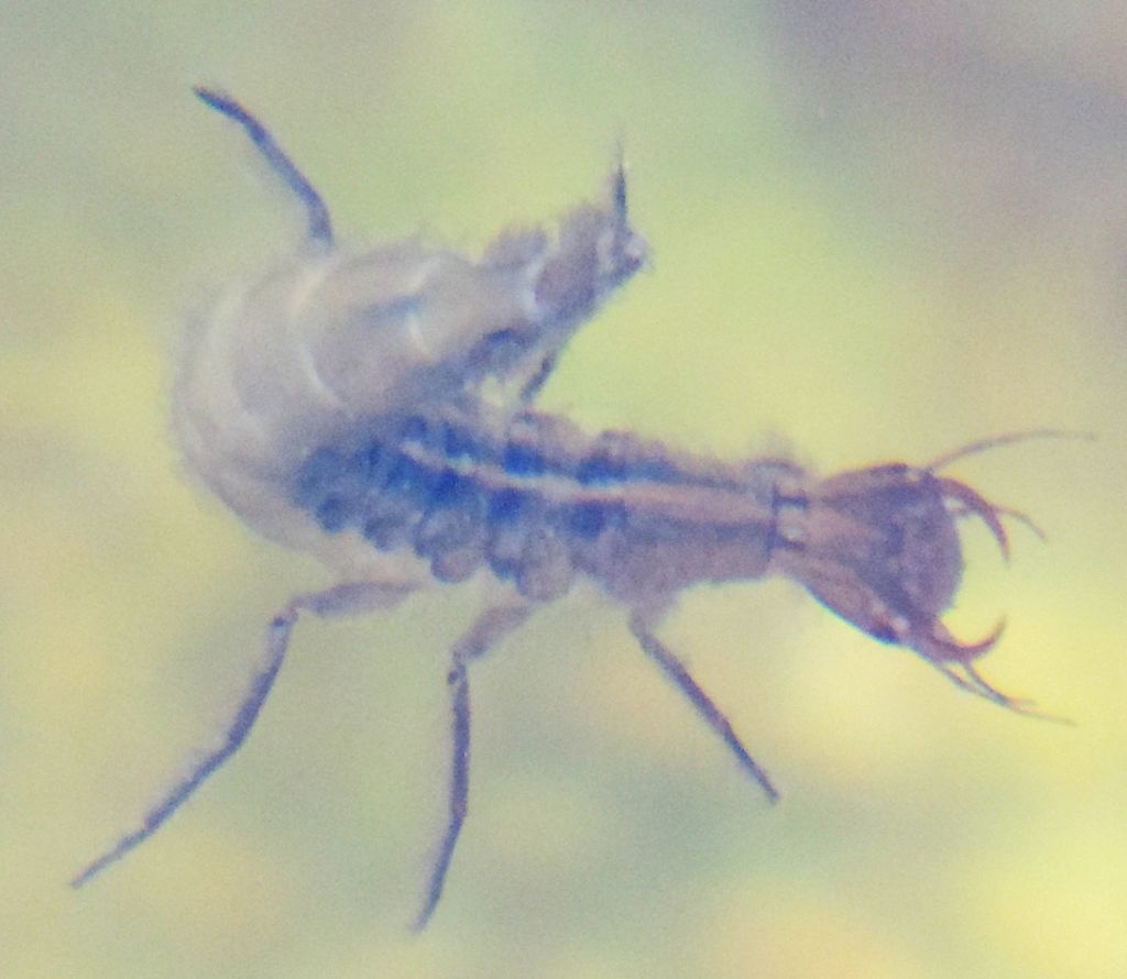 Larva di Ditiscide