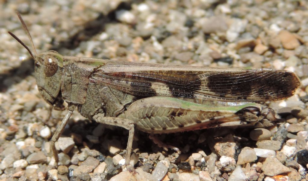 Aiolopus strepens strepens (Latreille, 1804)?  S !