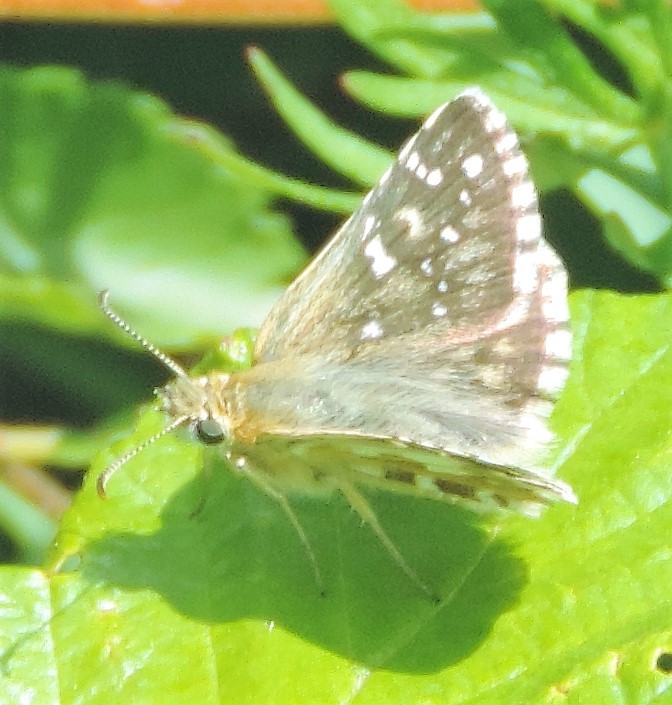 Pyrgus cfr. onopordi, Hesperiidae