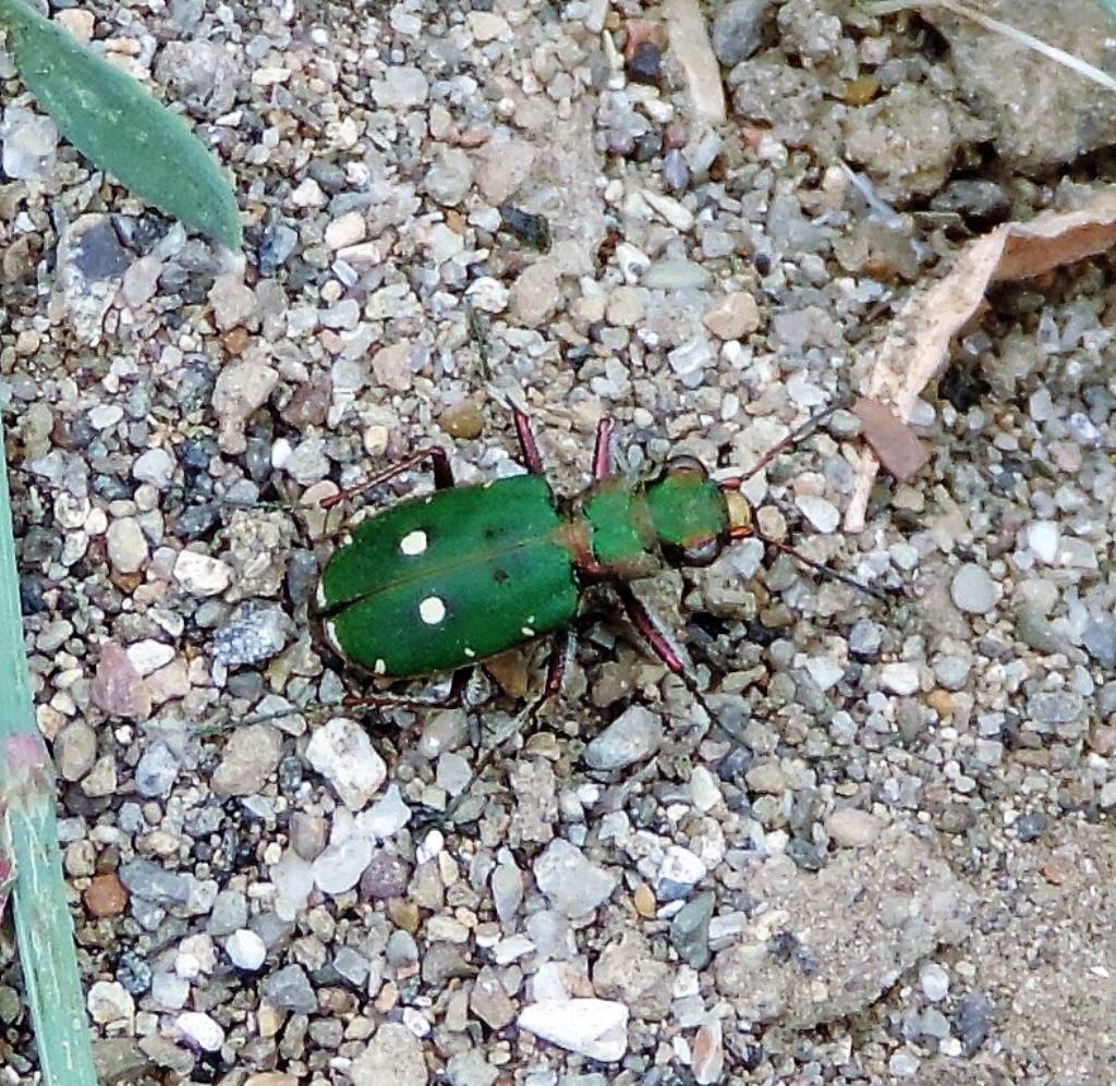 Cicindela campestris