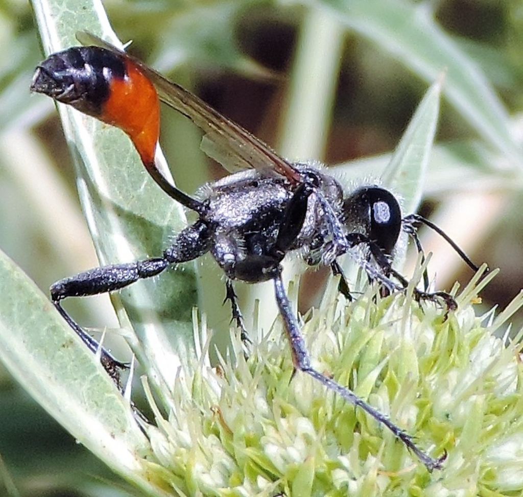 Sphecidae, Prionyx lividocinctus