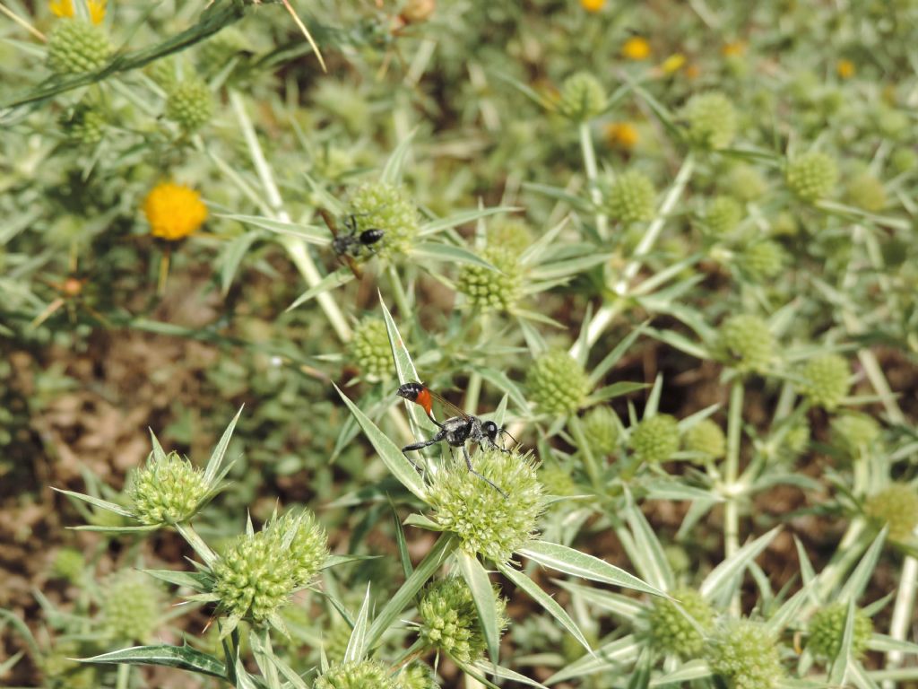 Sphecidae, Prionyx lividocinctus