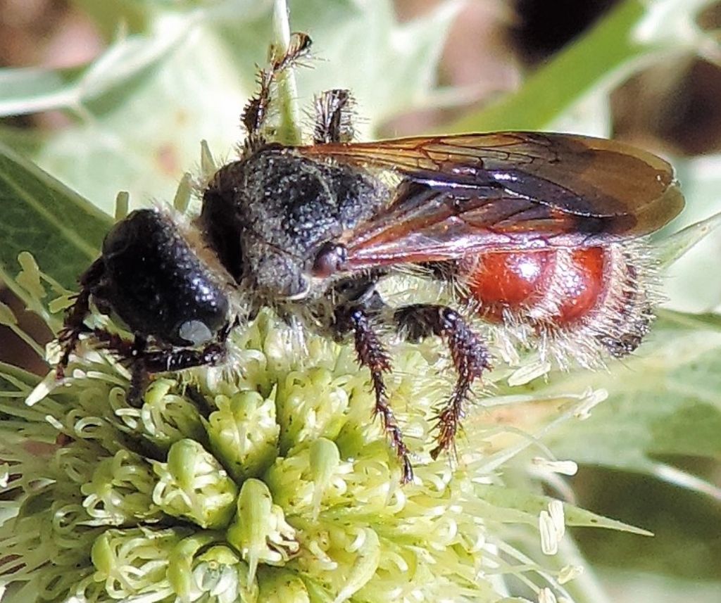 Scoliidae: Colpa quinquecincta, femmina