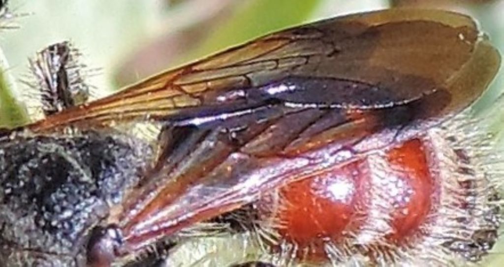 Scoliidae: Colpa quinquecincta, femmina