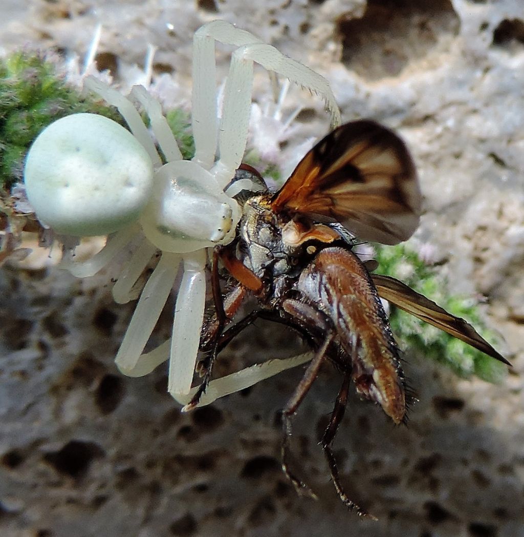 Misumena vatia - Valle del Lenta (RM)