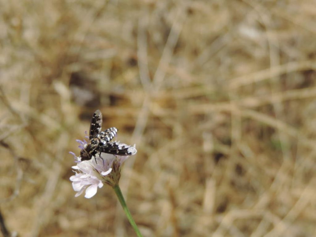 Exoprosopa jacchus (Bombyliidae)