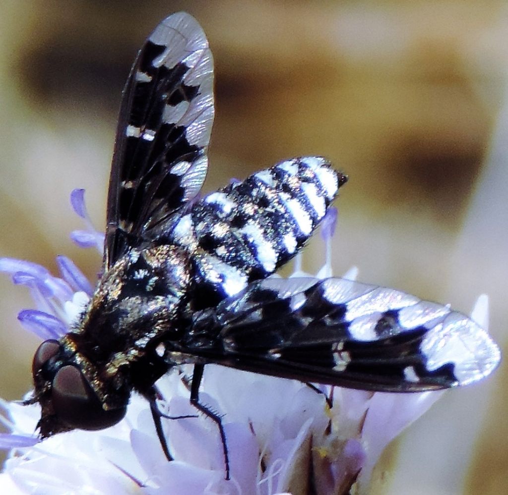 Exoprosopa jacchus (Bombyliidae)