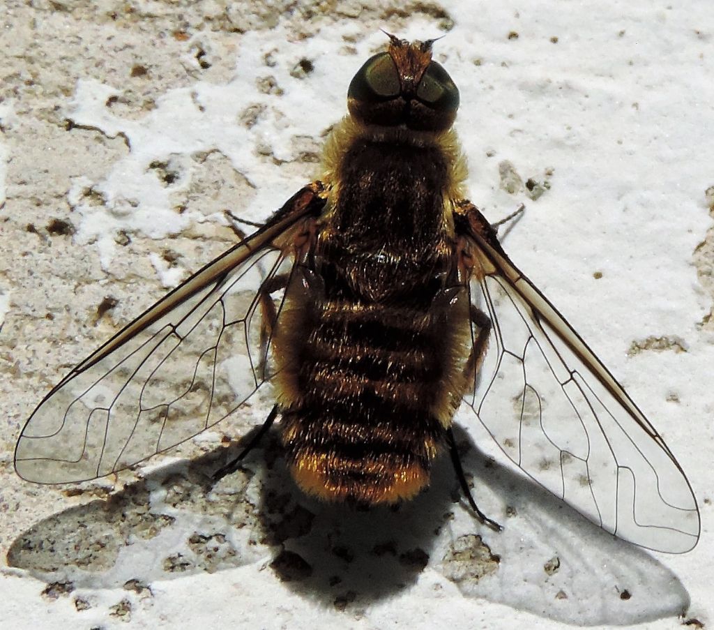 Villa sp. (Bombyliidae)