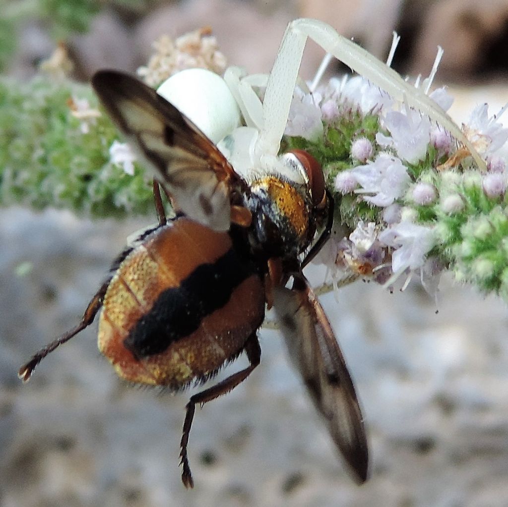 Valle del Lenta.2 22.07.2017: Ectophasia crassipennis (Tachinidae) maschio