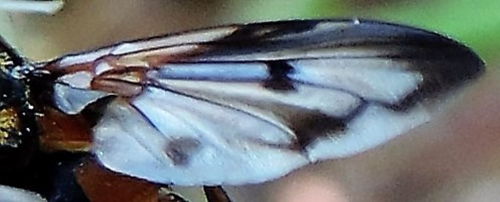Valle del Lenta.2 22.07.2017: Ectophasia crassipennis (Tachinidae) maschio