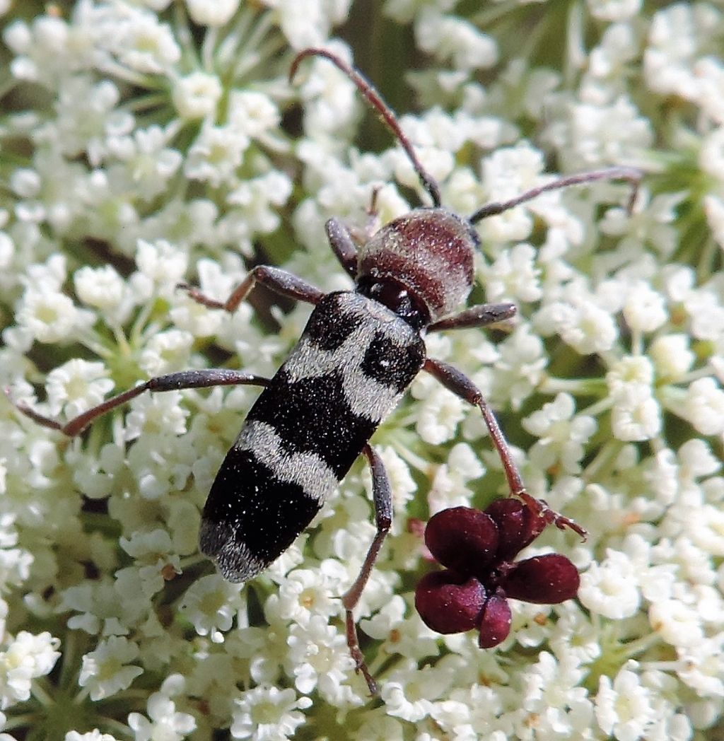 Cerambycidae: Chlorophorus trifasciatus (Fabricius, 1781)?  S !