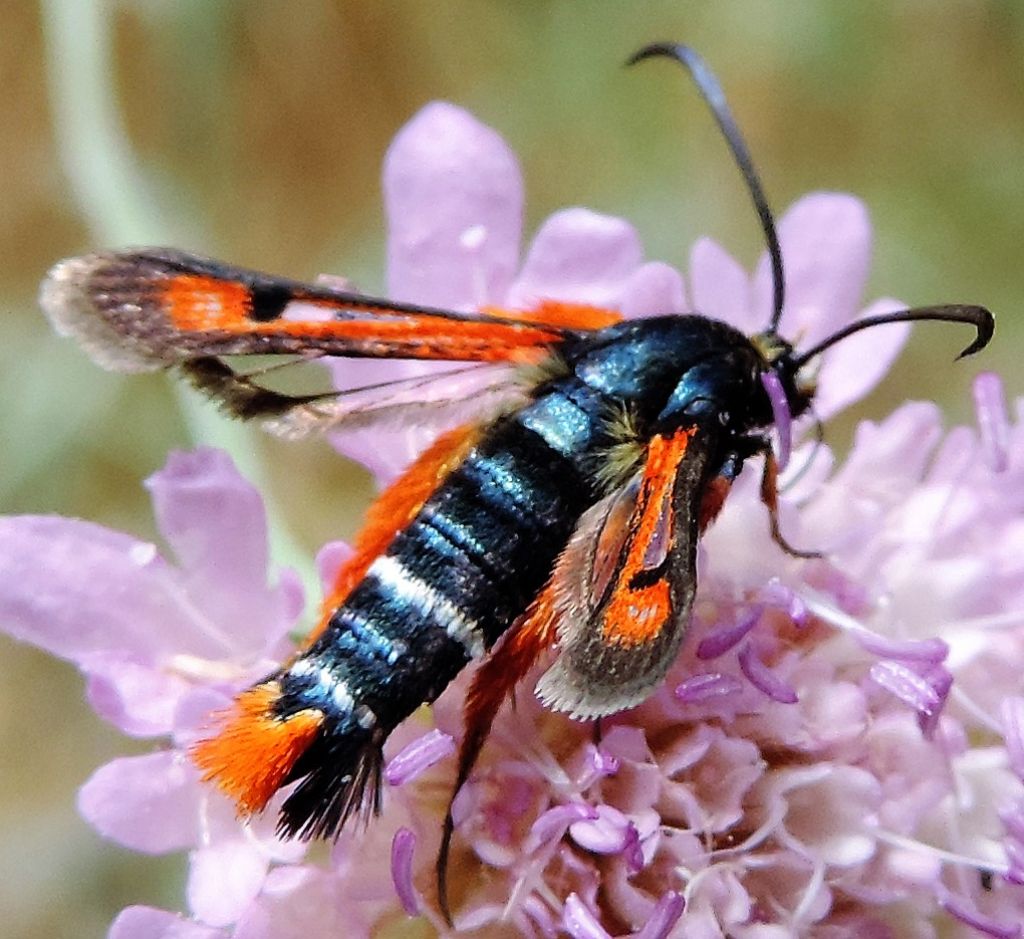 Pyropteron chrysidiformis (Sesiidae)