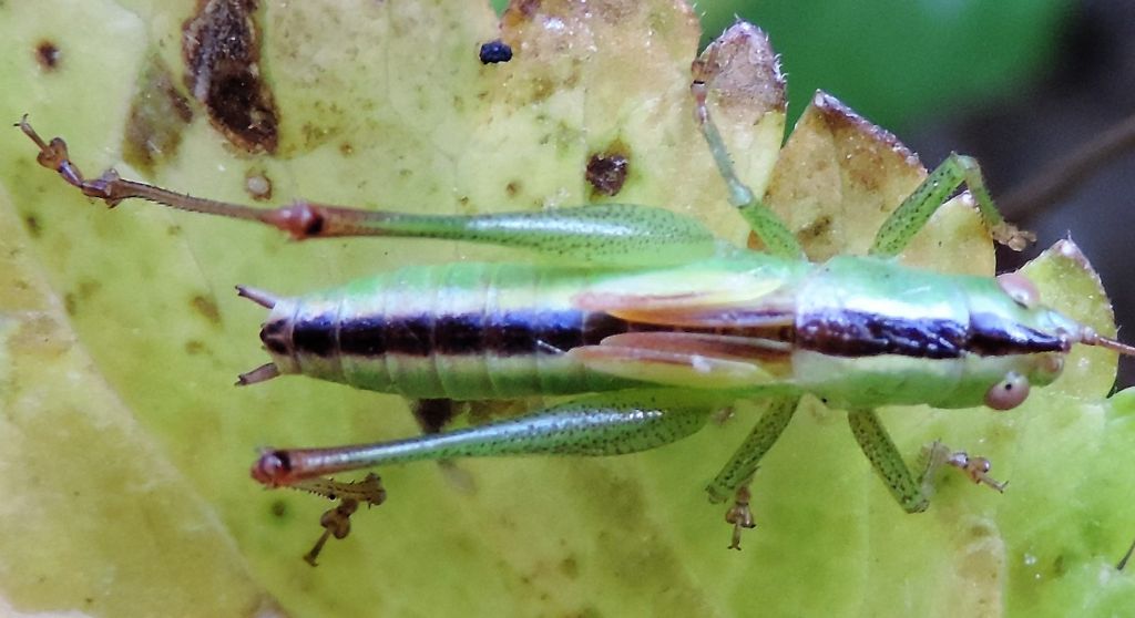 Anisoptera fusca (Fabricius, 1793)?