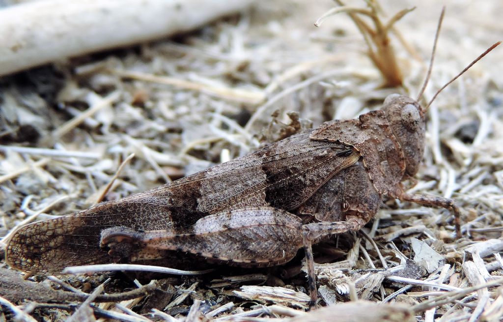 Oedipoda caerulescens caerulescens: caratteri diagnostici