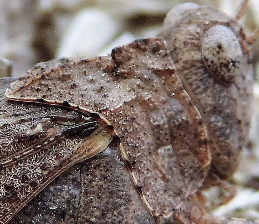 Oedipoda caerulescens caerulescens: caratteri diagnostici