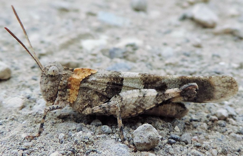 Oedipoda caerulescens caerulescens: caratteri diagnostici