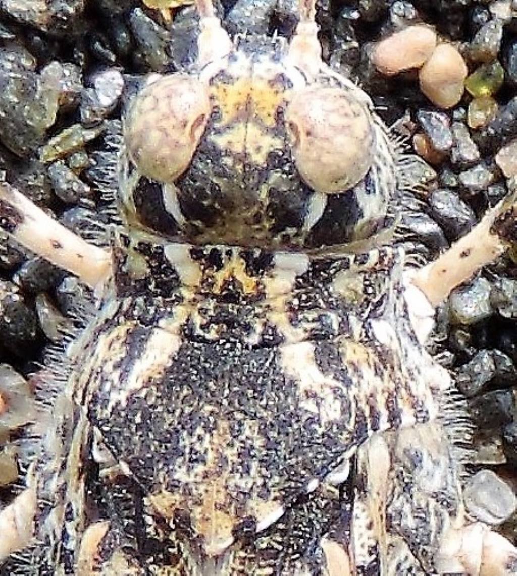 Sphingonotus caerulans caerulans ?   S  !